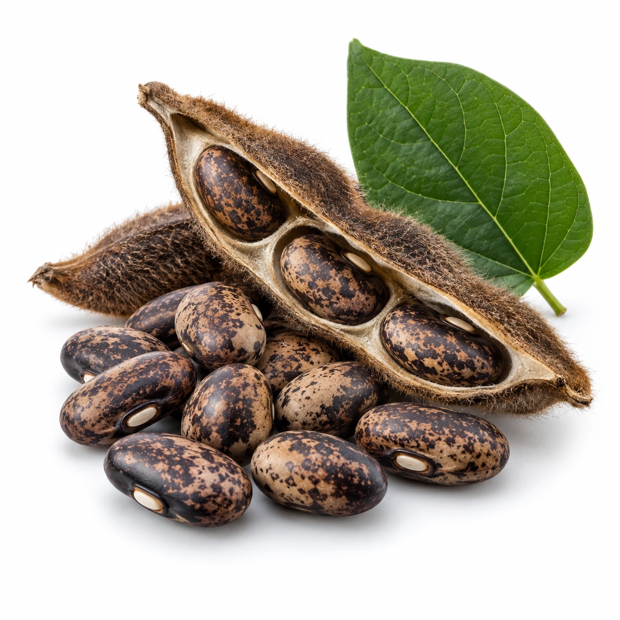 L-Dopa Bean ingredient illustration